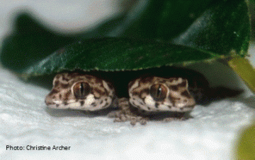 geckos peeking